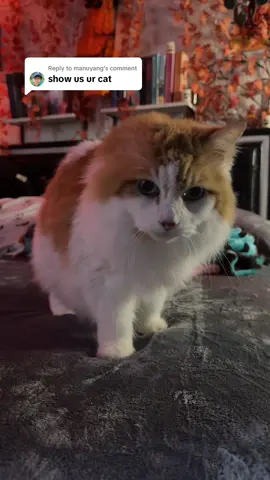 Replying to @manuyang #catlover #catsoftiktok #cats 