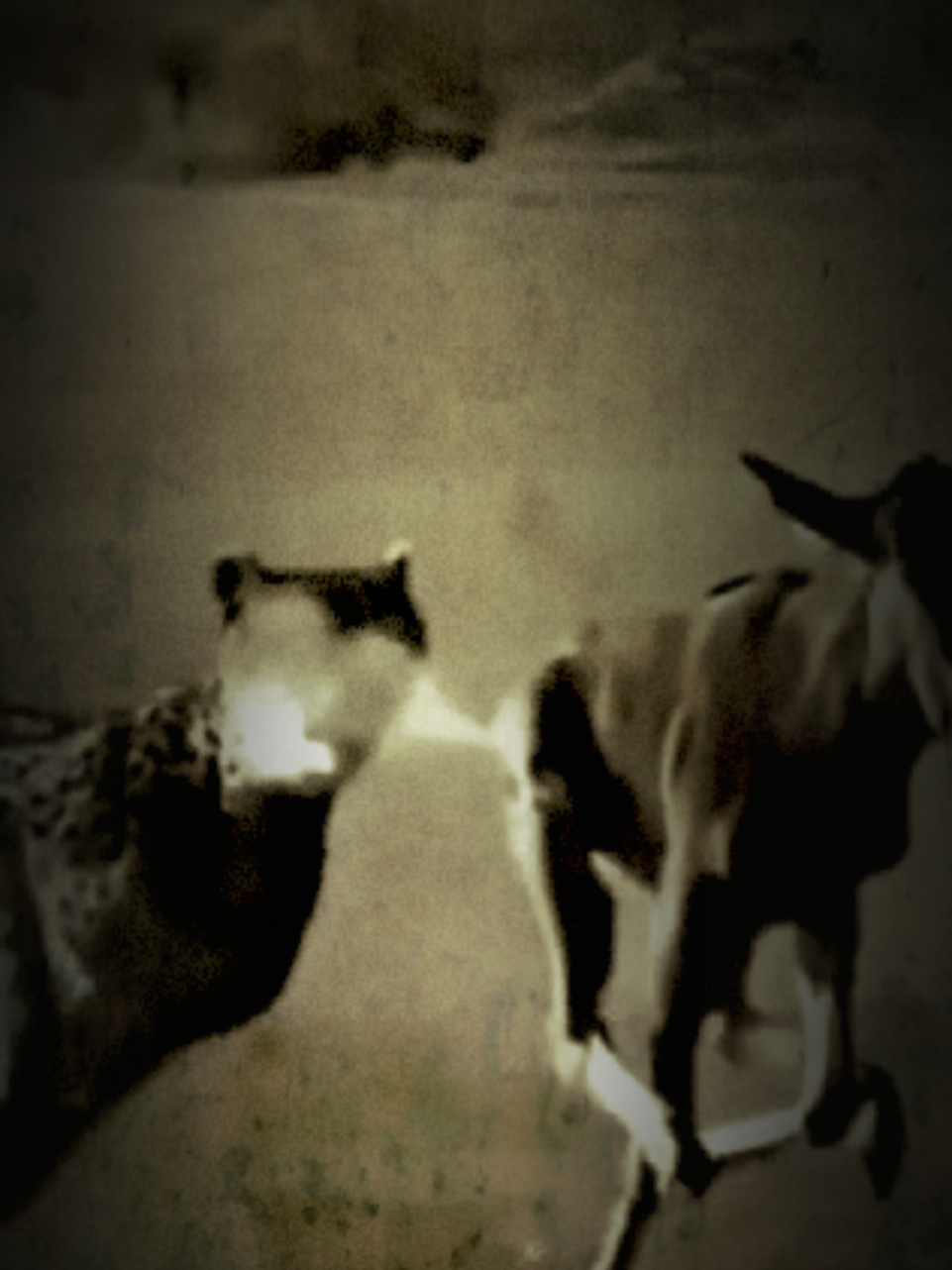 #تصميم_فيديوهات🎶🎤🎬 #عالمي يوميات حيوان