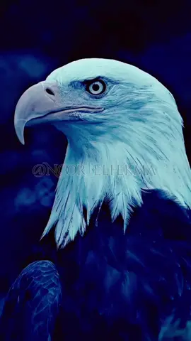 نحن من أصحاب الوجة الواحد، مكاننا معروف للجميع. 🦅 #creatorsearchinsights #عبارات #اقوال #كلام_ثقة_وحكمة_وقوة #اقتباسات 