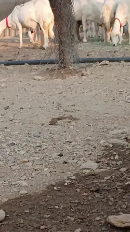 😂😂😂😂😂تغيرر جو المتابعين 