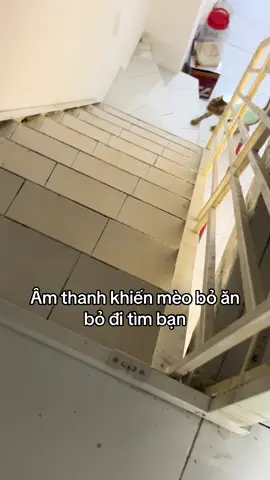 #cat #sound #meow  Mở âm thanh này là mèo nó nhào tới liền lun