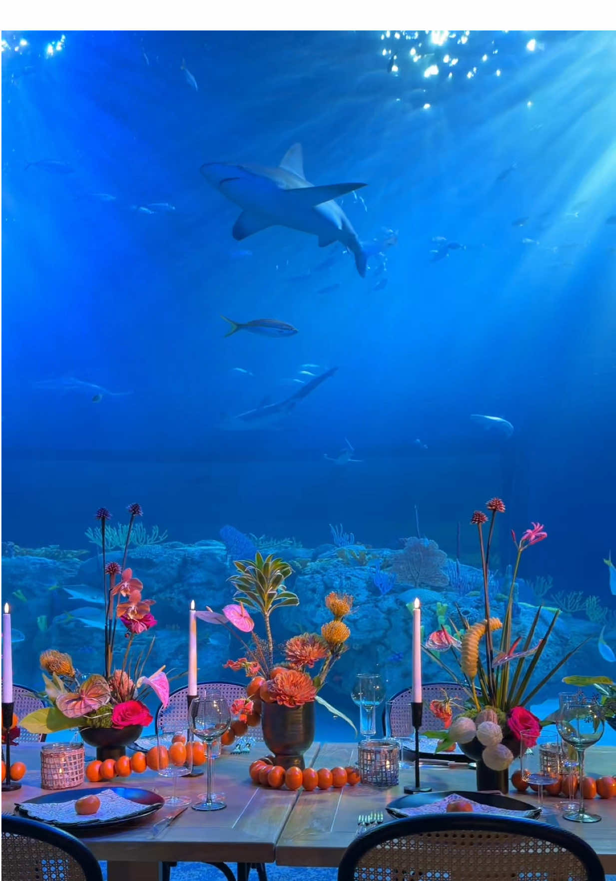 I mean, this is pretty beautiful!!! @Mote Marine Lab & Aquarium 