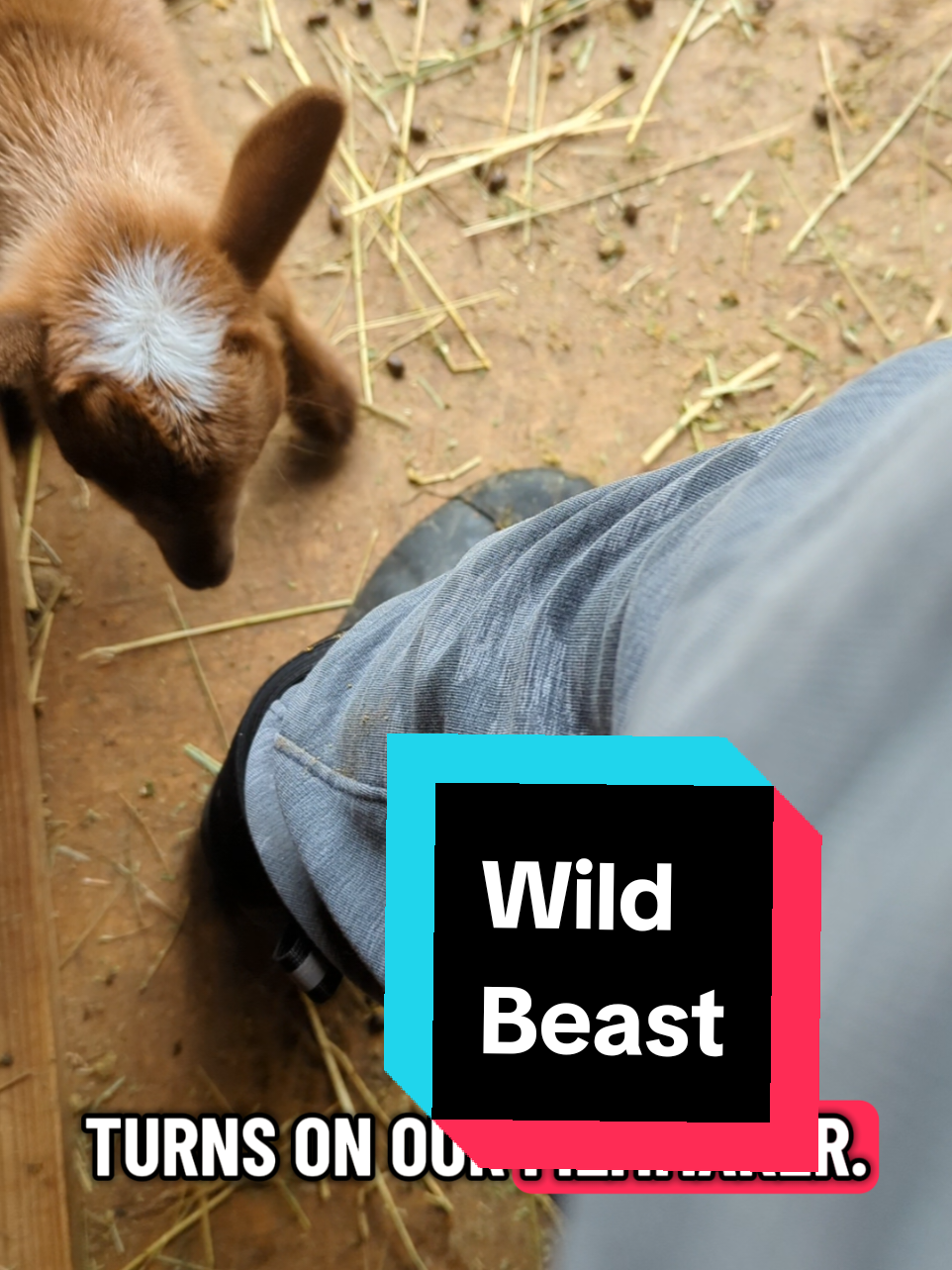 Constantly attacked by goats, but I wouldn't trade that for anything :) #goat #goats #goattok 