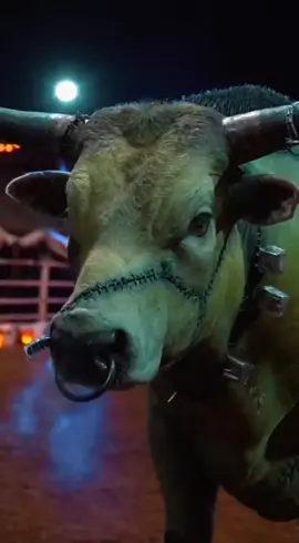 The genetics on this one are straight up haunting👻🎃 Happy Halloween! 