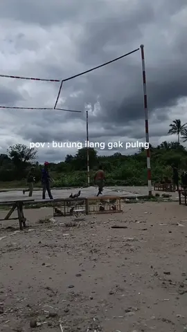 ada aja gebrakannya#merpatikolong #merpatilovers #merpati #lapaknewsumurwatu 