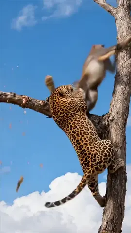 When a tiger attacks a baby monkey, the alpha male fights back with courage! 🐅🐒💥 Nature’s true power revealed! 🌿🔥 #WildlifeBattle #TigerVsMonkey #NatureFight #AnimalPower #NationalWildlife  @NationalWildlife @USAWildlife @WildNatureHub