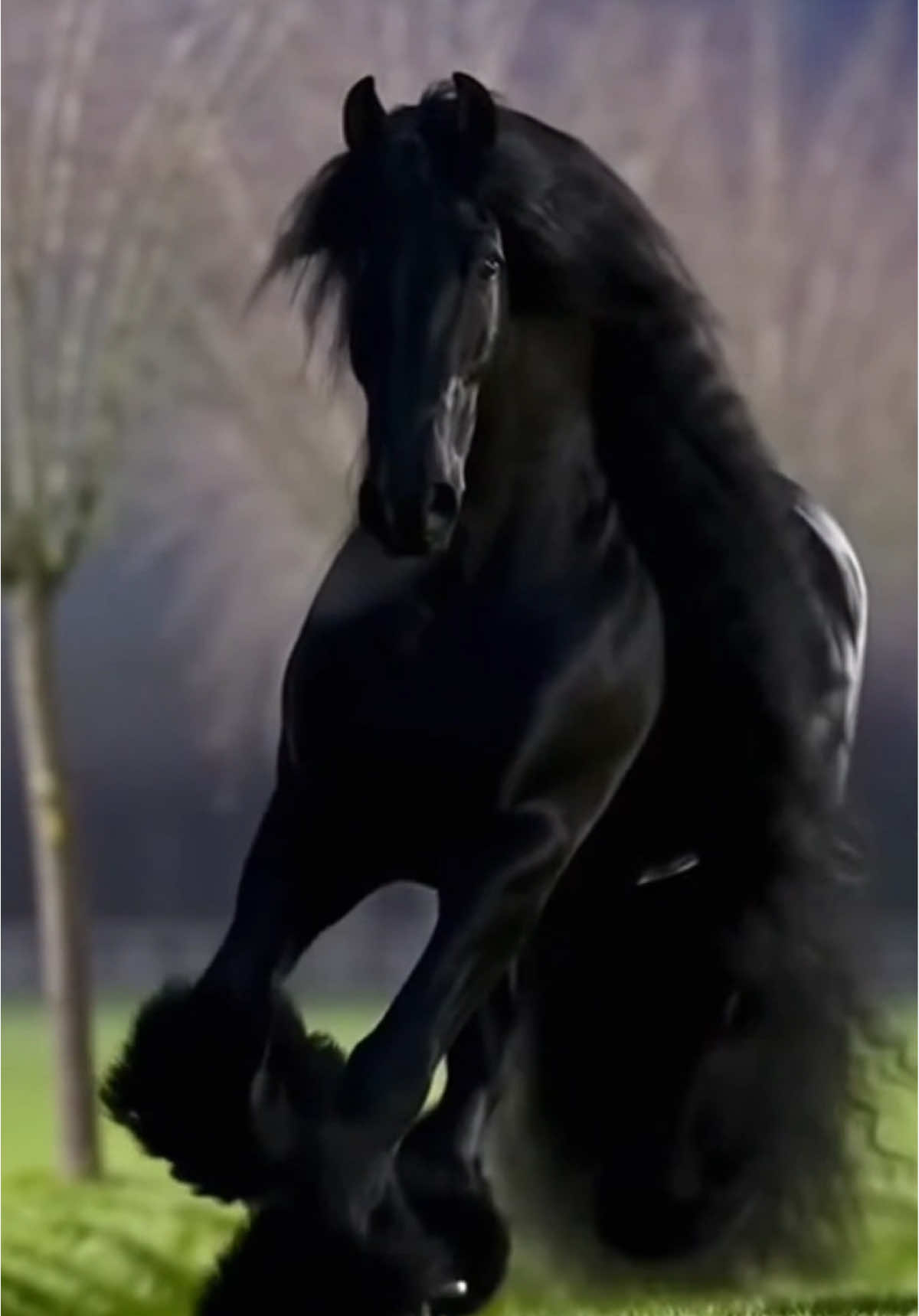 #LIVEIncentiveProgram #KeepItRealKeepItLIVE #PaidPartnership #خيل_وخياله🐎 #حصان 