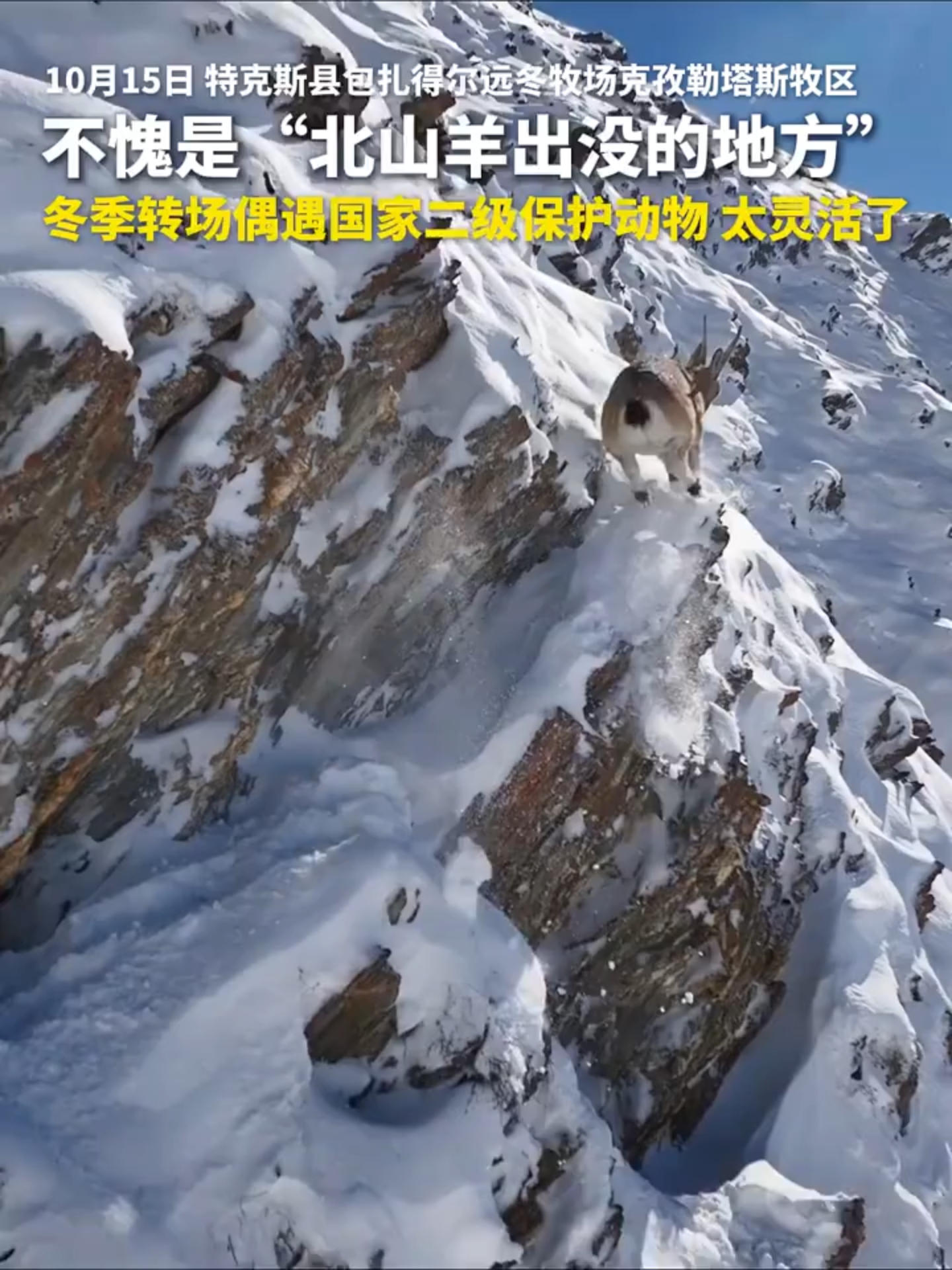 Quel esprit agile des neiges — le bouquetin sauvage, une espèce protégée de classe II en Chine ! #Chine
