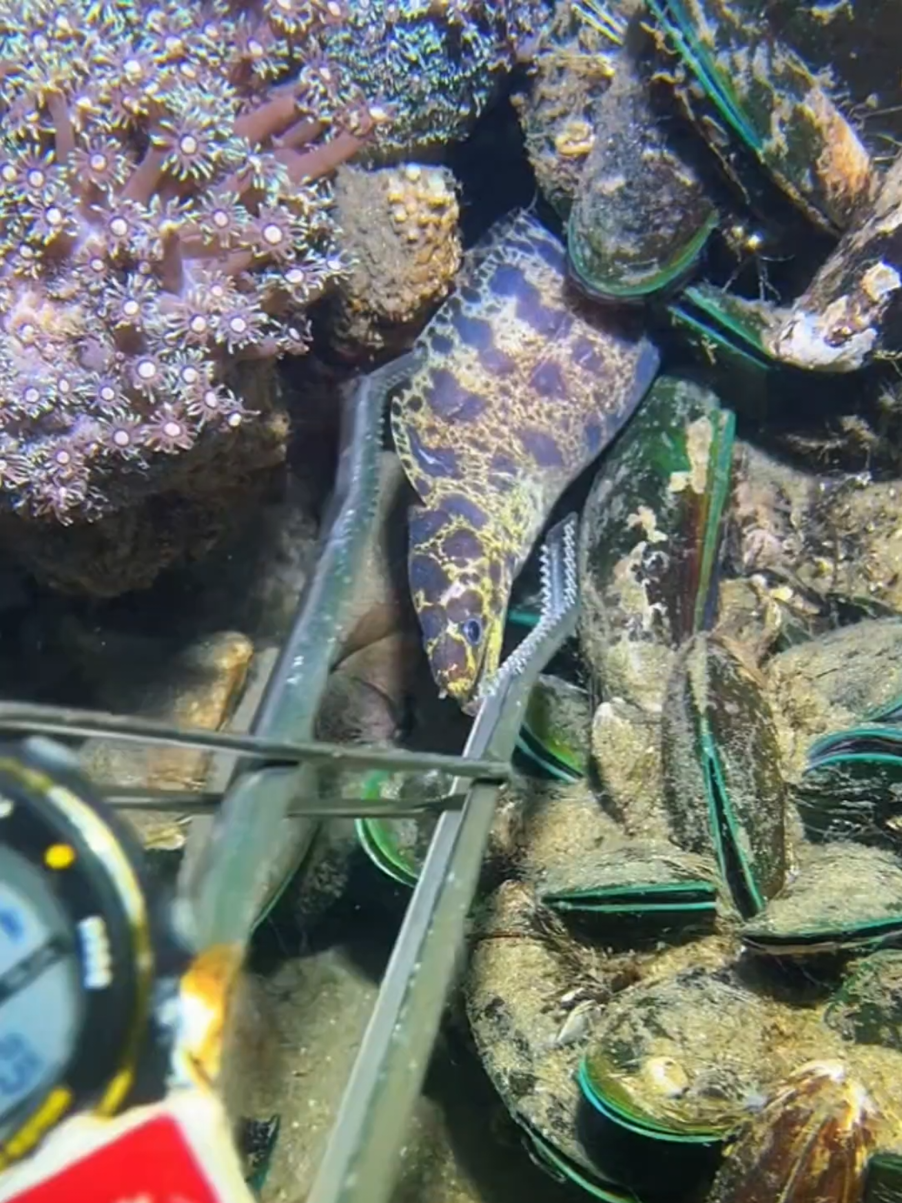 #diving #crab #catchthesea #seafood #seaside 