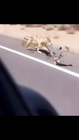 IRL Looney tunes? | #roadrunner #coyote #looneytunes #fyp #edit 