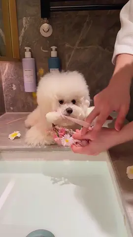 The ultimate spa day experience. ✨#dogspa #petgrooming #dogbath #fyp #dogsoftiktok 