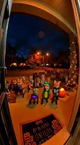 When the trick-or-treaters show up… and they’re all foxes 🦊 🎃 #trickortreat #fox #halloween #fyp #funnyanimals 
