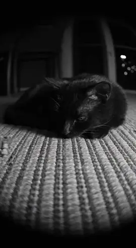 Tom and Jerry 😅#cat #funny #sora #ai #capcut 