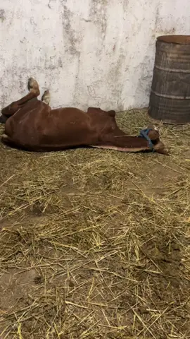 #شعب_الصيني_ماله_حل😂😂😂 