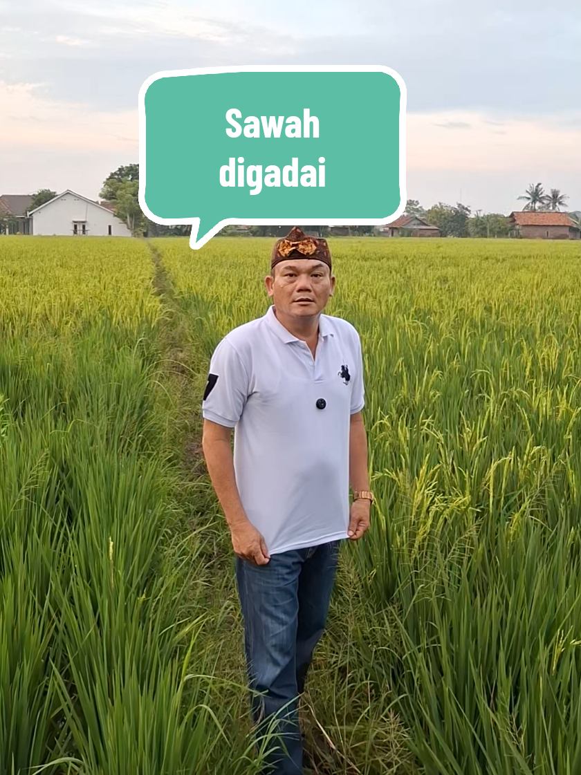 Sebidang sawah di gadai minat hub kita dm kita secepatnya#gadai #gadaisawah #investasi #investasitanah