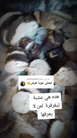 الرد على @m1836304 