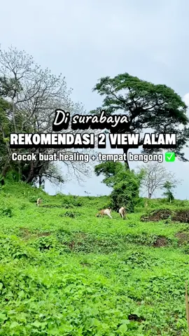 2 spot ngechill Di Surabaya yang bisa dibuat bengong sepuasnya, hehe! ternyata cari nuansa alam di surabaya gak susah-susat amat kok, ada pantai kenjeran dari view kedung cowek yang bisa kamu nikmatin! Suasananya sejuk tempatnya juga luas pol! Yang kedua ada wisata mangrove yang uda terkenal nih, kamu bisa naik perahu juga untuk susur sungainya. Nah kalau uda jalan-jalan pasti pegel kan? Hehe Saatnya melipir ke SANS Hotels box mansion Surabaya, karena kalau mau lanjut jalan ke kebun binatang bakal gampang banget soalnya cuma 6menit doang jaraknya 😍 Oia Biar lebih hemat nginepnya di hotel sans hotel box, jangan lupa booking via aplikasi RedDoorz dan masukkan kode promo 
