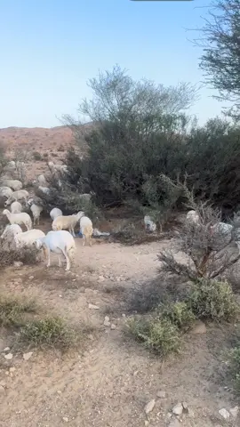 ماشاء الله لا قوة الا بالله #