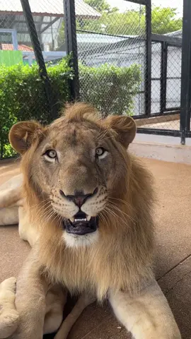 พ่อคลอดแม่ แม่คลอดหนู หนูคลอดลูก 😬#สิงโต #lion #สัตว์เลี้ยงน่ารัก #สัตว์เลี้ยงtiktok #fyp 