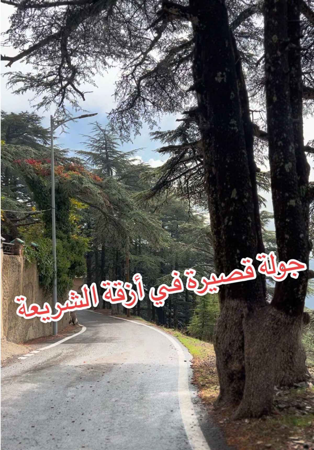 جولة قصيرة في أزقة الشريعة☀️⛰️🙂‍↔️ #tik_tok #tiktokindia #pyyyyyyyyyyyyyyyyyyyyyyyyyyyyy #algeria  #chrea 