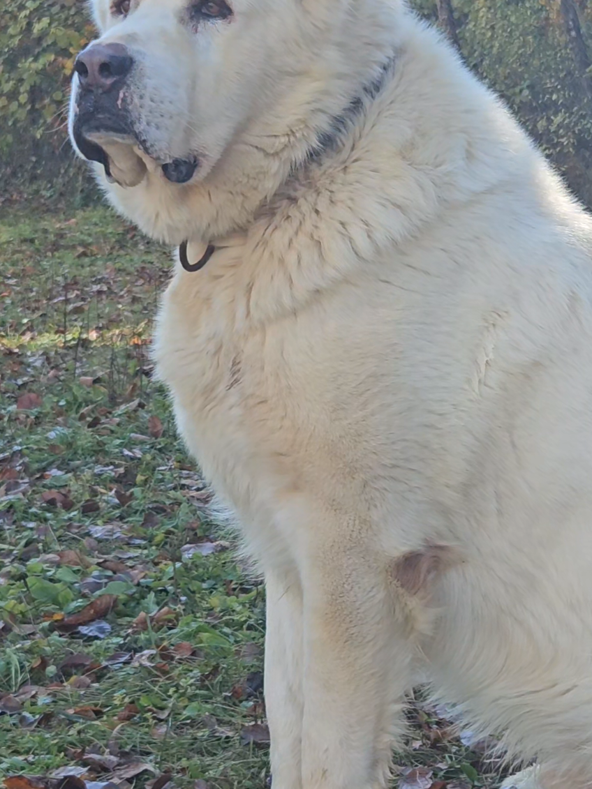 Trunto real polar bear 🎬🏆 #alabai #fyp #monster 