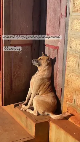 #အာဝုစဥ်းစားမရဘူးဖြစ်နေတယ်😂 #မူရင်းကိုcrdပေးပါတယ် 