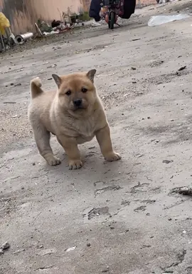 Tè bậy mà cái mặt tỉnh bơ như ko biết gì.🤪#dog #cutedog #pet 