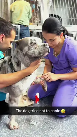 Try not to laugh when you watch 😂😂😂 #funny #dog #animals #funnyvideos #cat 