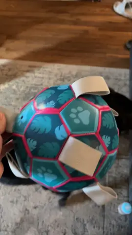 One of Lainey’s top favorite toys #foryoupage #dog #fy #fypシ 