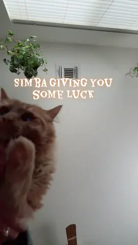 If you’re seeing this then you will have good luck!! #fyp #luck #magic #cats #halloween 