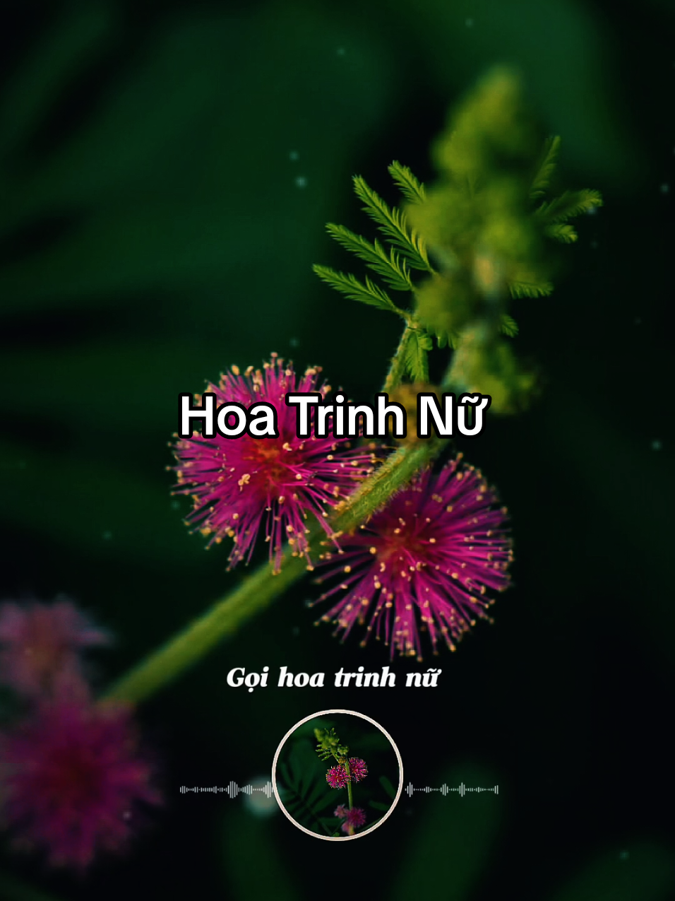 HOA TRINH NỮ  ST: NS TRẦN THIỆN THANH TB: CS MỘC ANH  #nhacbolero #nhacvang  #nhactrutinh  #nhactamtrang  #nhachaymoingay 