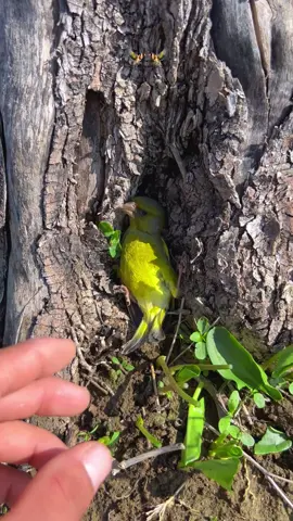 طائر مسترخٍ في أحضان الطبيعة 🥰🌿Relaxed Bird in Nature
