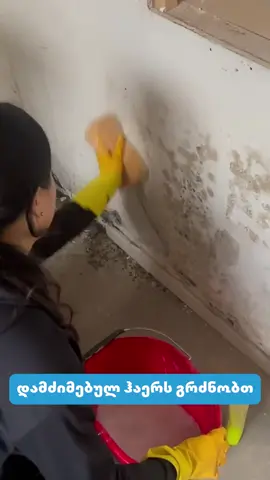 ფასდაკლების მისაღებად დატოვე კომენტარი 🤍✨ #foryou #ნესტი #სოკო #ფასდაკლება #აქცია 