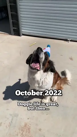 #onthisday my soul dog 🐶  #ofrenda #diadelosmuertos #diademuertos #ofrendasdeldiademuertos 