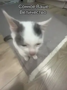#котики #реки #кот #паштет 