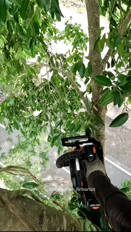 tree pruning 🌲  #treework #chainsawman #indonesianarborist #jasatebangpohonponorogo #arborist #chainsaw #treeservice #perkimmadiun #madiun24jam 