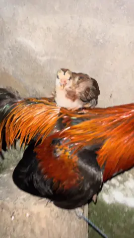 Engken konsep ne jhon?😂🤣 #fyp #ayamfilipin🇵🇭 #promomakanharian 