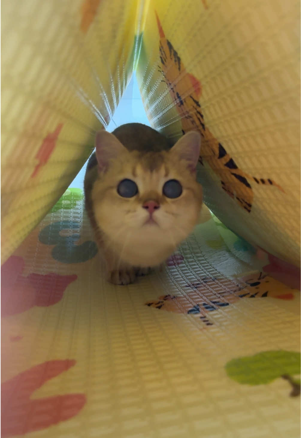 #ကြောင်ချစ်သူများစုစည်းရာ #catlover #britihshorthair 