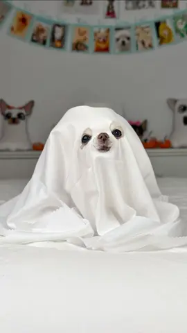 The last photo is too funny 👻😆 Tiny Cedric is just the cutest little ghost dog 🥹 #ghostphotoshoot #halloween #halloweencostume #chihuahua #fyp