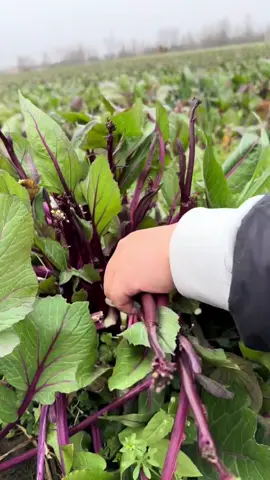 Cải ngồng tím ,mọi người nên trồng thử nhé ,rễ trông như các loại rau khác ,ăn giòn ngọt #rau #lamvuon #câycảnh #cây #hoa 