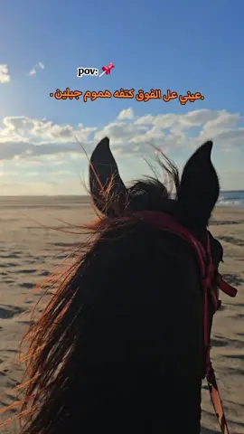 #خيل_وخياله🐎 #الخيل_العربي_الاصيل🐎 #جبل_الحلال  #ابوهيبه  #محمد_عبدربه_جادالله 