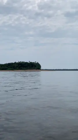 Ilha do Marapatá #amazonas #ilha #floresta #rionegro 