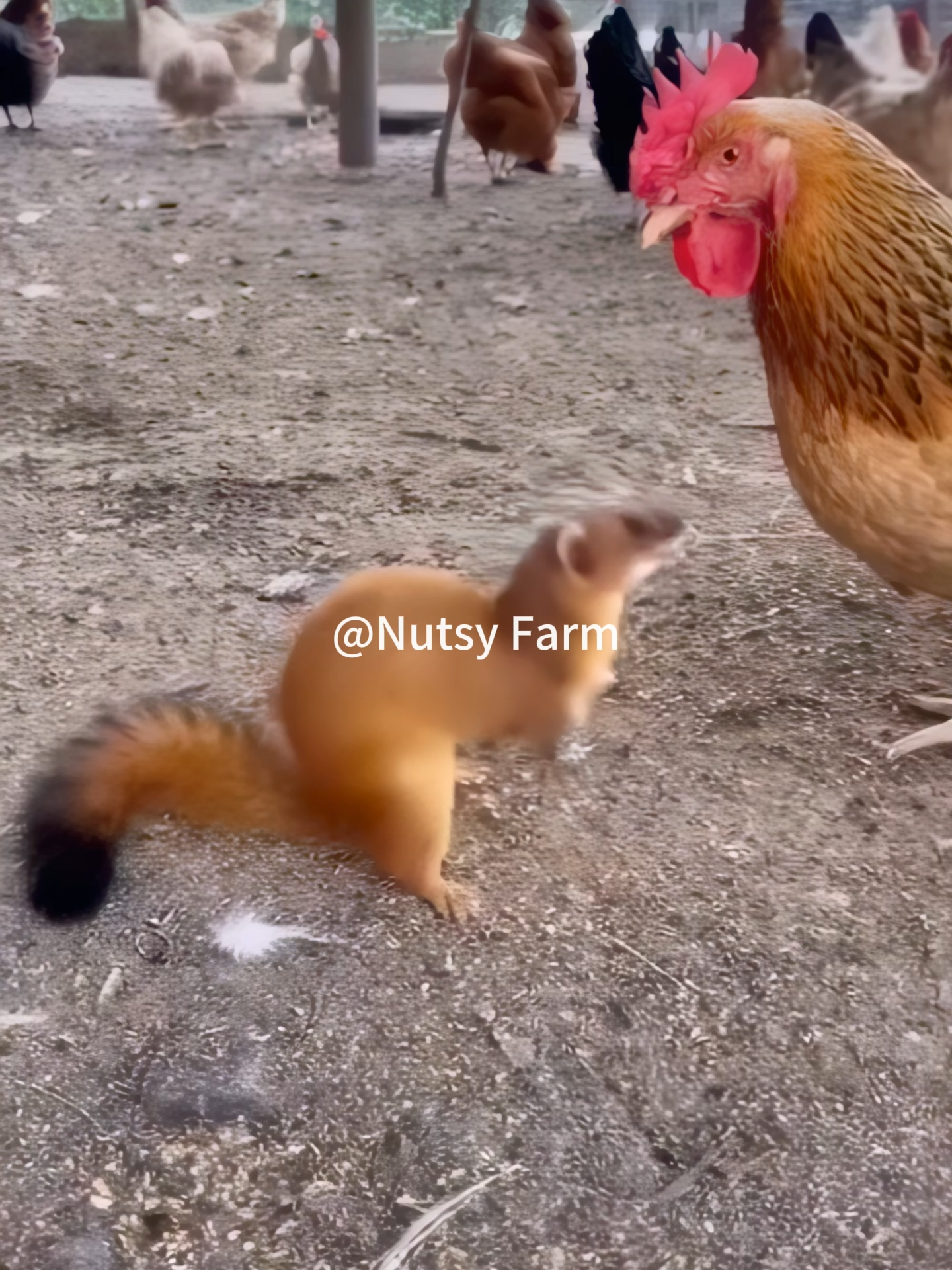 The goose unleashes its ultimate move on the weasel! #camera #animals #weasel #viral