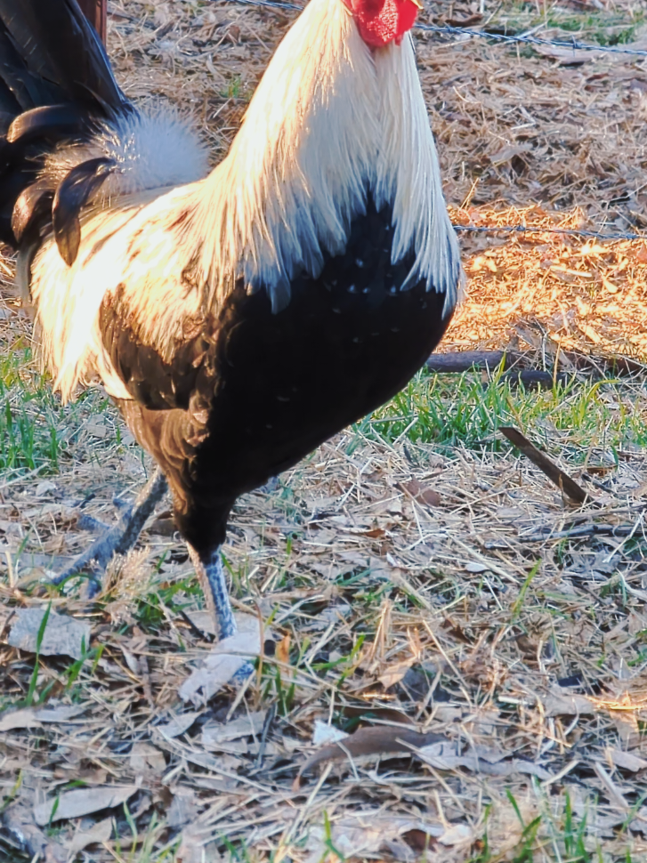 #toppy #gallosworld #gallosfinos💯 #LIVEIncentiveProgram #LIVEStory 