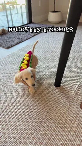 Halloweenie Zoomies🎃🌭 #halloweenlook #puppytiktok #minidachshund #halloween #dog 
