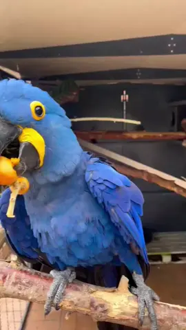 hyacinth macaw parrot #parrots020 #birds #macaw 