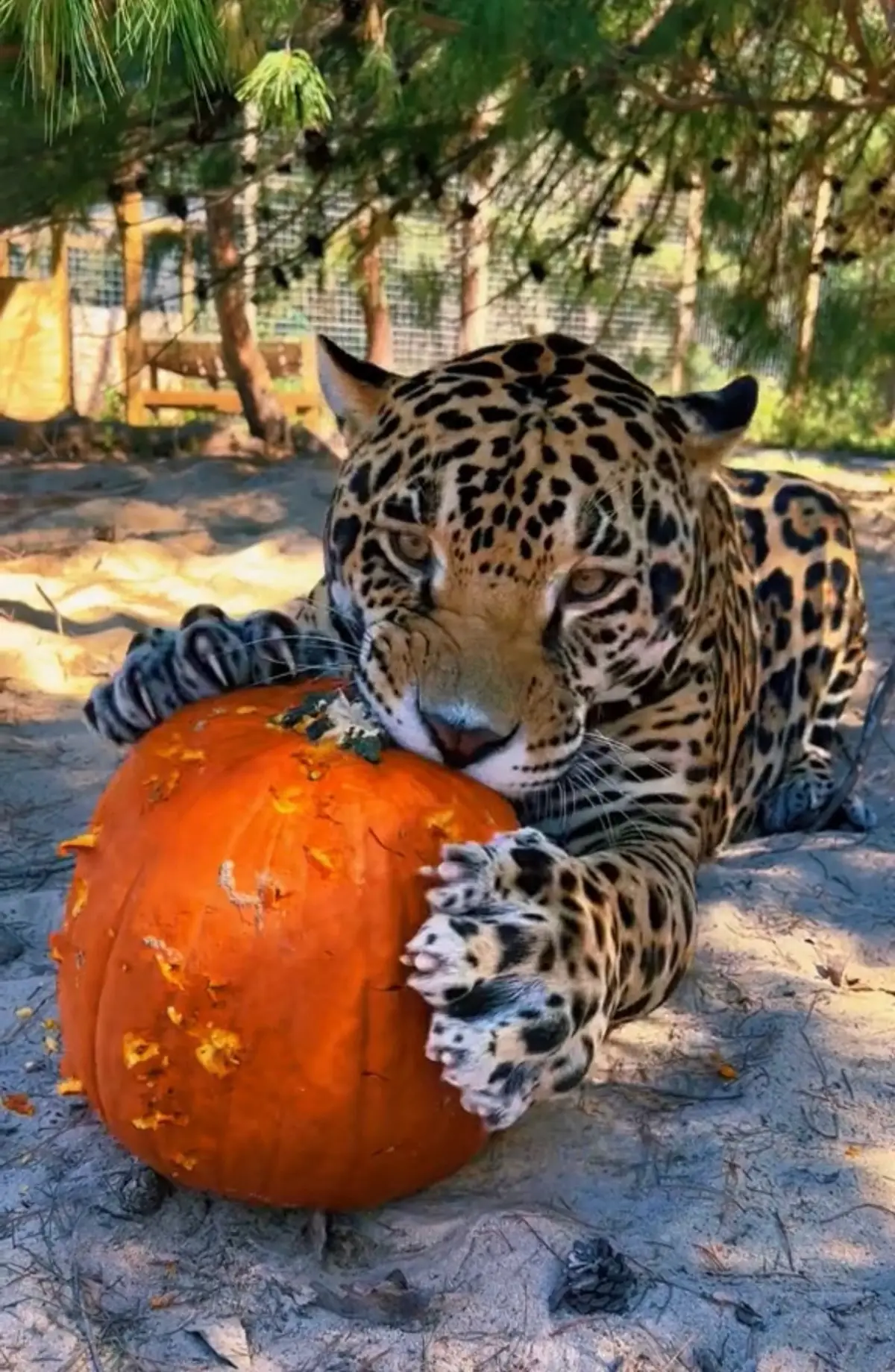 Happy Halloween 🎃