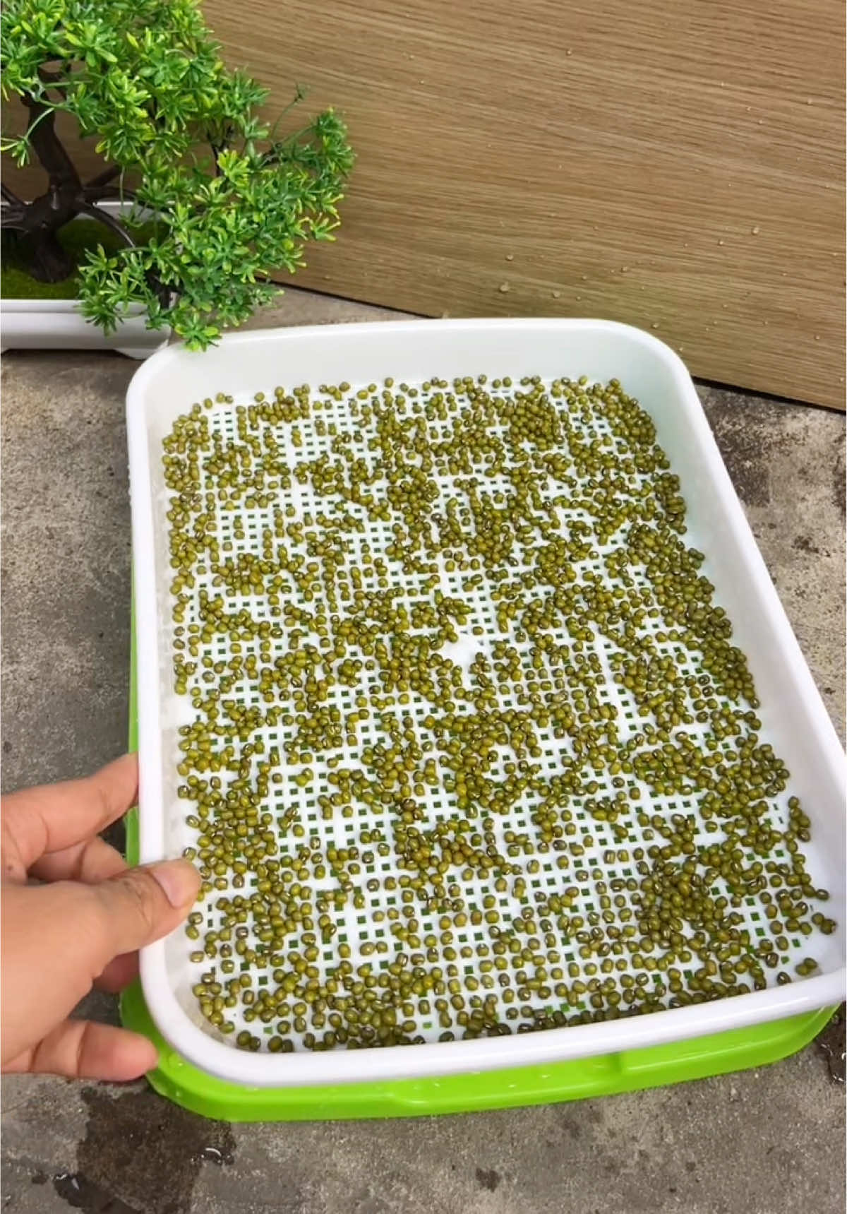 Khay làm giá #khaylamgiado 