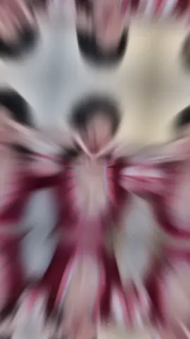 HH Thanh Thuỷ hoá trang thành Boa Hancock tại sự kiện L’Officiel vừa qua❗️🔥#huynhthithanhthuy #hhthanhthuy #hhvn #missinternaltional #xuhuong #xuhuongtiktok 