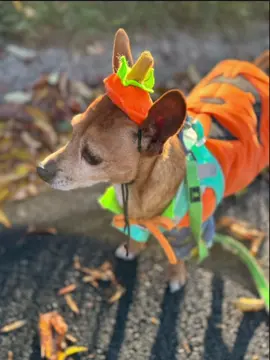 Even my dogs are in the spirit …. Remi couldn’t figure out why he had to wear a hat.  😂😂